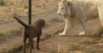 صداقة قوية بين أسد وكلب تشعل «الإنترنت» (فيديو)